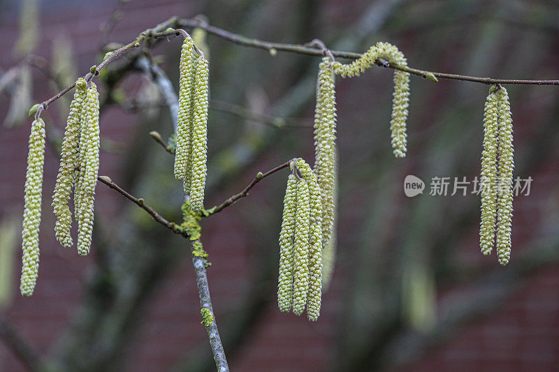 Corylus Avellana -盛开的普通榛子